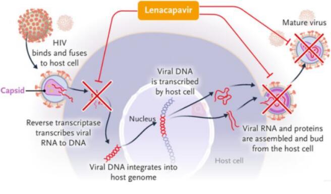 HIV研究获突破，新希望曙光显现